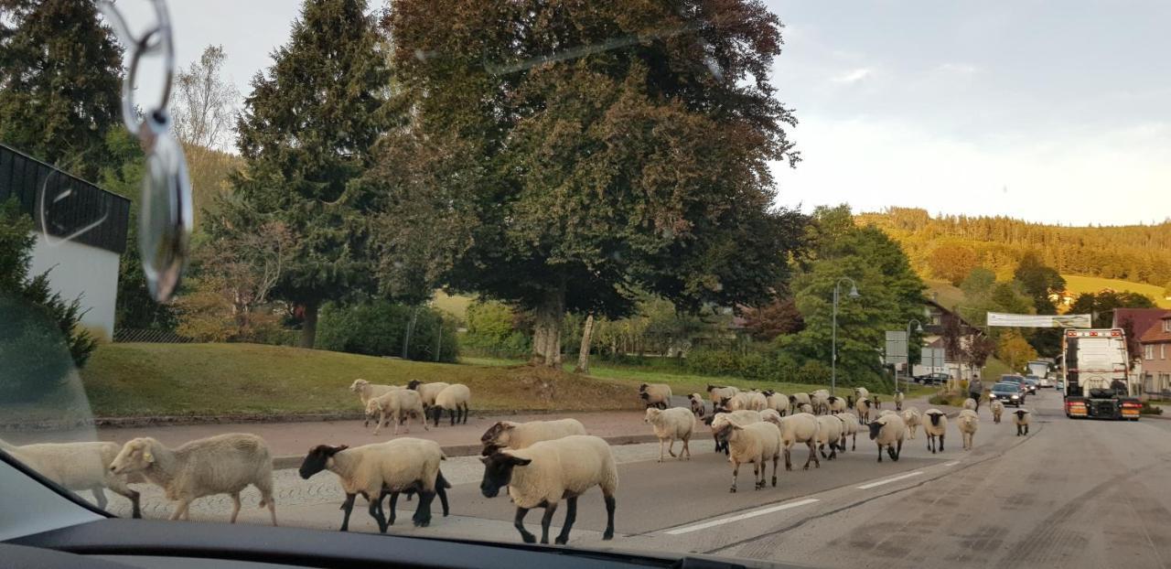 Ferienwohnung Vogelnest Im Schwarzwald Baiersbronn Kültér fotó