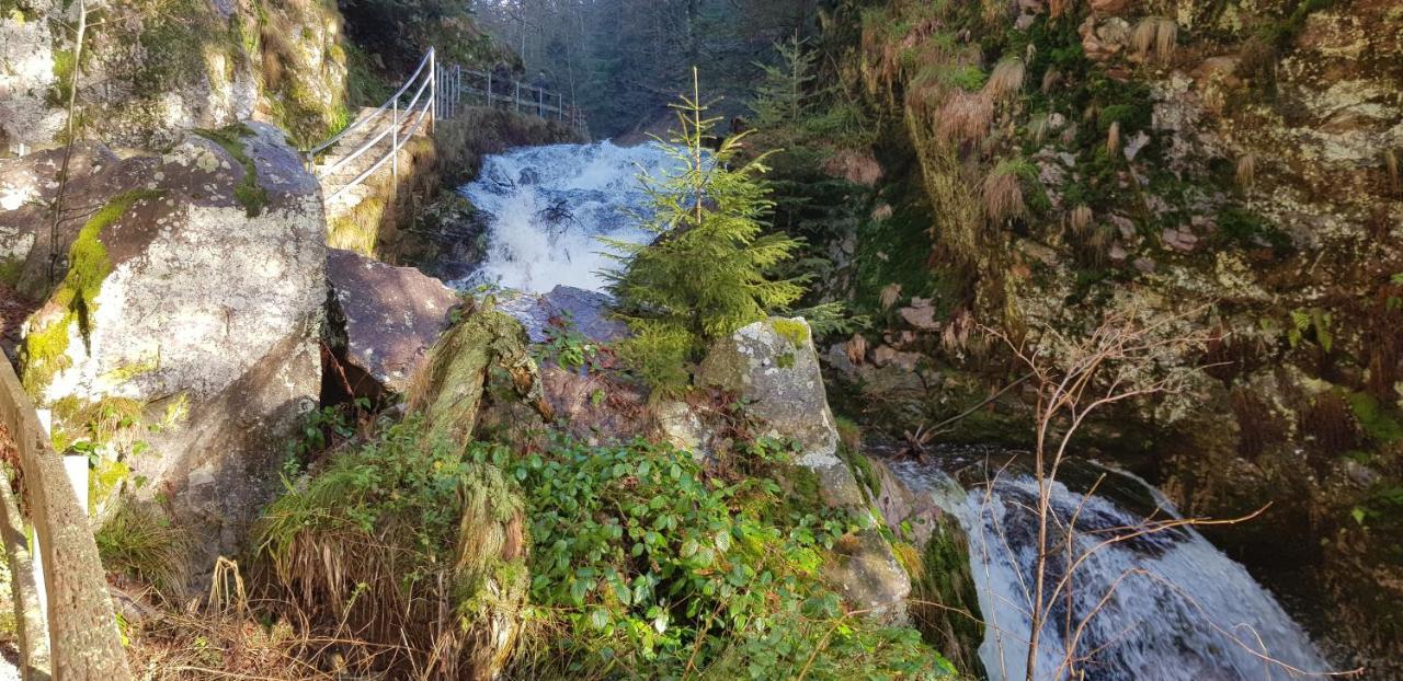 Ferienwohnung Vogelnest Im Schwarzwald Baiersbronn Kültér fotó